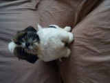 Disponible Chiot Shih Tzu LOF