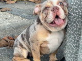 1 femelle 6 mois bulldog NEB nebkc à vendre tricolores ou chocolat merle