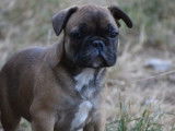 3 chiots Bouledogues Français fauve charbonné non LOF disponibles