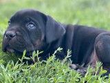 &Agrave; vendre : des chiots Cani Corsi LOF, noir bring&eacute;, noirs ou bleus
