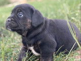 &Agrave; vendre : des chiots Cani Corsi LOF, noir bring&eacute;, noirs ou bleus