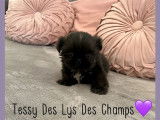 5 chiots Shih Tzus LOF à vendre noirs ou noir et blanc
