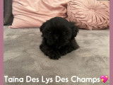 5 chiots Shih Tzus LOF à vendre noirs ou noir et blanc