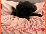 5 chiots Shih Tzus LOF à vendre noirs ou noir et blanc