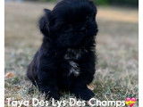 5 chiots Shih Tzus LOF à vendre noirs ou noir et blanc
