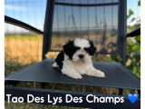 5 chiots Shih Tzus LOF à vendre noirs ou noir et blanc