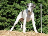 À vendre : 4 chiots Whippets mâles non LOF bleu pan blanc