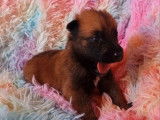 12 chiots Bergers Belges Malinois non LOF fauve charbonné à réserver