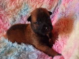 12 chiots Bergers Belges Malinois non LOF fauve charbonné à réserver