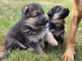 À réserver : des chiots Bergers Allemands LOF fauve et noir