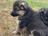 À réserver : des chiots Bergers Allemands LOF fauve et noir