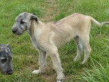 2 chiots Lévriers Irlandais LOF disponibles à l'achat