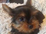 Un chiot m&acirc;le Yorkshire Terrier non LOF fauve &agrave; la vente