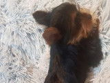 Un chiot m&acirc;le Yorkshire Terrier non LOF fauve &agrave; la vente