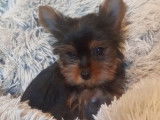 Un chiot m&acirc;le Yorkshire Terrier non LOF fauve &agrave; la vente
