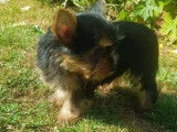 Un chiot m&acirc;le Yorkshire Terrier non LOF fauve &agrave; la vente