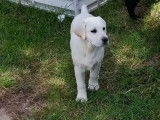 À vendre : 5 chiots Labradors non LOF mâles sable ou noirs