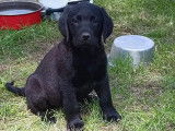 À vendre : 5 chiots Labradors non LOF mâles sable ou noirs
