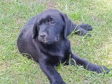 À vendre : 5 chiots Labradors non LOF mâles sable ou noirs