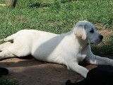 À vendre : 5 chiots Labradors non LOF mâles sable ou noirs