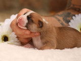 5 chiots American Staffordshire Terriers à réserver (LOF)
