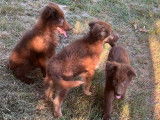 À acheter : 3 chiots Bergers Allemands non LOF femelles chocolat