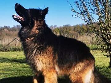 À vendre : un chien Berger Allemand de 5 ans à poil long non LOF