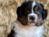 Un chiot Berger Australien tricolore mâle à acheter (non LOF)