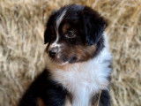Un chiot Berger Australien tricolore mâle à acheter (non LOF)