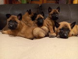 Chiots Malinois &agrave; r&eacute;server