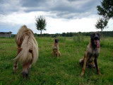 Chiots Malinois &agrave; r&eacute;server