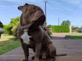 Mâle American Bully pour saillie