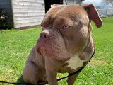 Mâle American Bully pour saillie