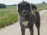 Étalon Akita Inu LOF pour saillie