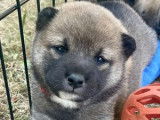 Très beaux Shiba Inu à vendre