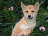 7 chiots Shiba Inu LOF à l'achat