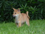 7 chiots Shiba Inu LOF à l'achat