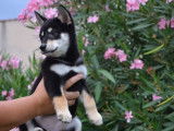 7 chiots Shiba Inu LOF à l'achat