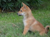 7 chiots Shiba Inu LOF à l'achat