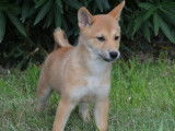 7 chiots Shiba Inu LOF à l'achat