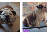 Chiots de race Bouledogue Anglais &agrave; vendre (2 m&acirc;les)
