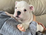 Chiots de race Bouledogue Anglais &agrave; vendre (2 m&acirc;les)