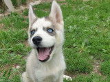 À adopter : 3 chiots Husky de Sibérie femelles non LOF