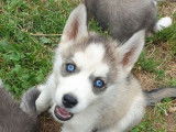 À adopter : 3 chiots Husky de Sibérie femelles non LOF
