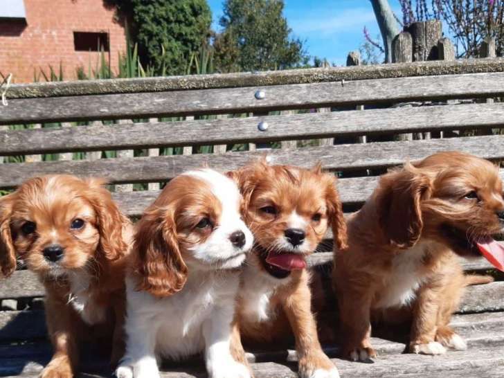 À adopter : 4 chiots Cavaliers Kings Charles LOF