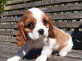 À adopter : 4 chiots Cavaliers Kings Charles LOF