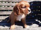 À adopter : 4 chiots Cavaliers Kings Charles LOF