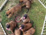 À réserver : chiots Bergers Belges Malinois fauves charbonnés (LOF)
