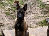À réserver : chiots Bergers Belges Malinois fauves charbonnés (LOF)