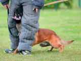 À réserver : chiots Bergers Belges Malinois fauves charbonnés (LOF)
